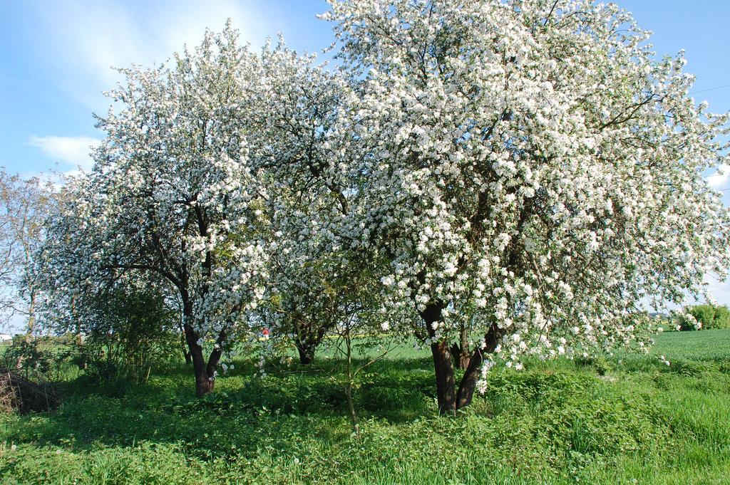 Agroturystyka Pod Swierkami Nadrybie Exteriör bild