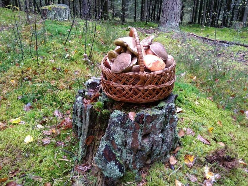 Agroturystyka Pod Swierkami Nadrybie Exteriör bild